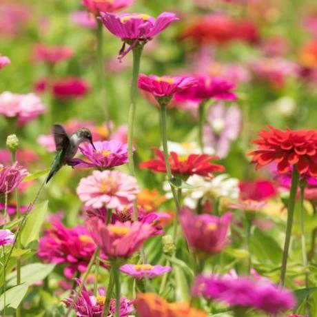 الطائر الطنان والزهور الملونة الزاهية النابضة بالحياة في الحديقة
