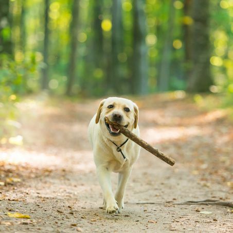 صورة مقربة لكلب لابرادور ريتريفر أصفر اللون يحمل عصا في الغابة