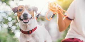 سعيد ومبهج ومرح كلب جاك راسل يسترخي ويستريح في حديقة جريس في الحديقة في الهواء الطلق وخارجها في عطلة العطلة الصيفية