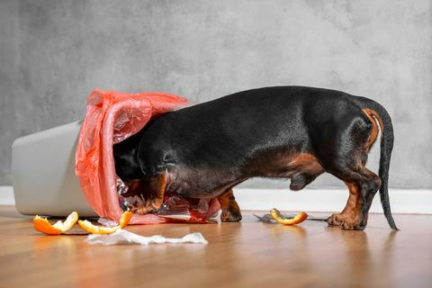 الكلب الألماني الأسود والبني يفتش في سلة المهملات بالمنزل ، وينثر النفايات وبقايا الطعام في الأماكن المغلقة