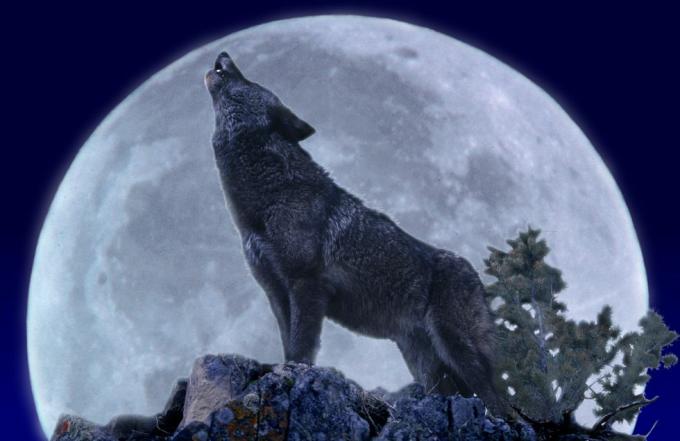 الذئب يعوي عند اكتمال القمر