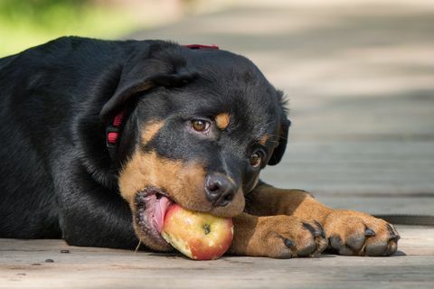 يمكن الكلاب أن تأكل الخضروات والفواكه