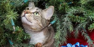 كيفية إبعاد القطط عن شجرة الكريسماس