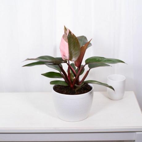 Pink Princess Philodendron ، وعاء بحجم 6 بوصات