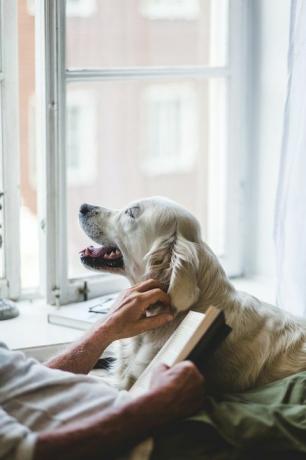 القسم الأوسط من الرجل الأكبر سنا، تمسيد، الكلب، بينما، حمل كتابا، يوم الفراش، على البيت