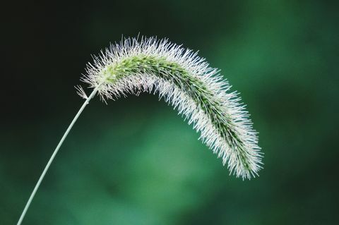 الاعشاب spikelet الثعلب