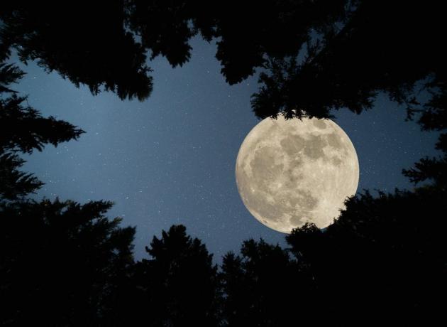 اكتمال القمر العملاق فوق الغابة