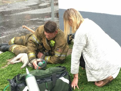 رجال الاطفاء ينقذ الكلب