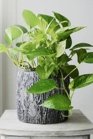 pothos الذهبي أو epipremnum aureum عند النافذة في غرفة النوم والمنزل والحديقة