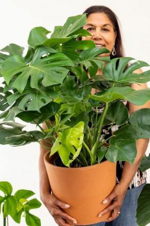 Monstera deliciosa ، وعاء بحجم 12 بوصة