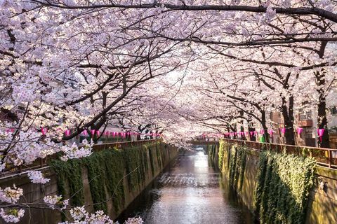 إزهار الكرز عطلة اليابان